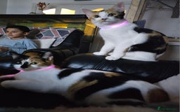 Mixed Breed cats for sale: Beautiful calico cats  - Image 1