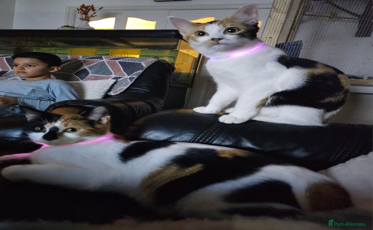 Mixed Breed cats - Advert 4