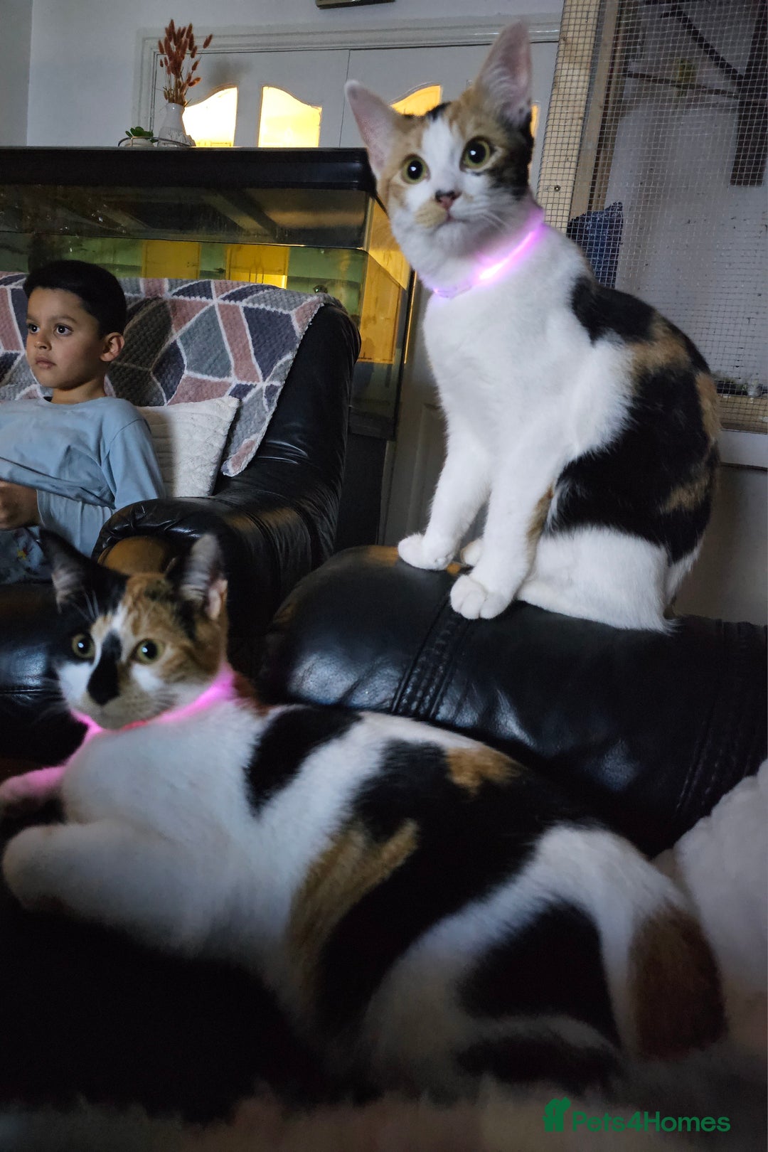 Mixed Breed cats for sale: Beautiful calico cats  - Image 1