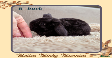 Mini Lop rabbits - Advert 3