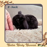 Mini Lop rabbits - Advert 9