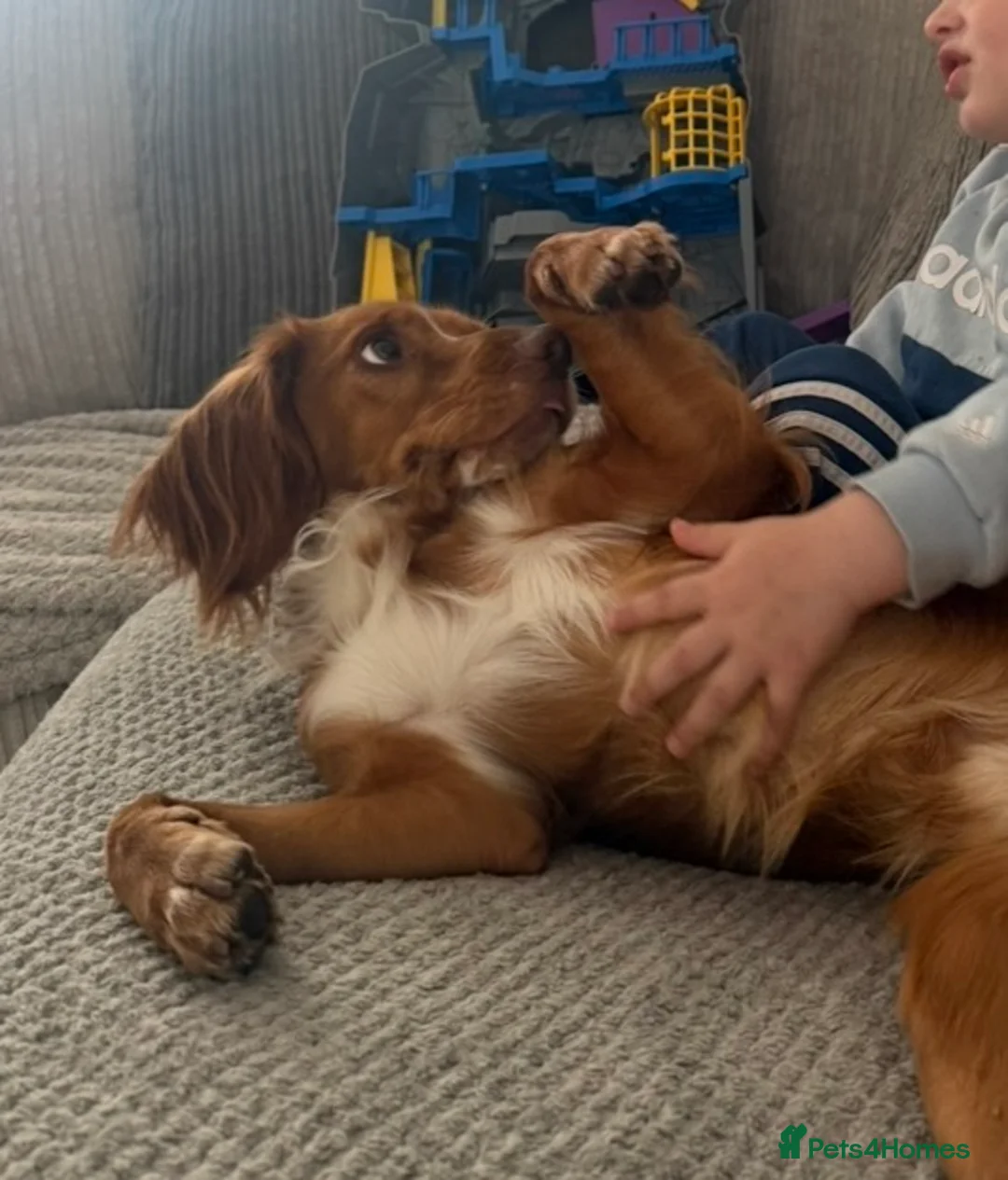 Cocker Spaniel dogs for sale: Looking for my forever home  - Advert 2