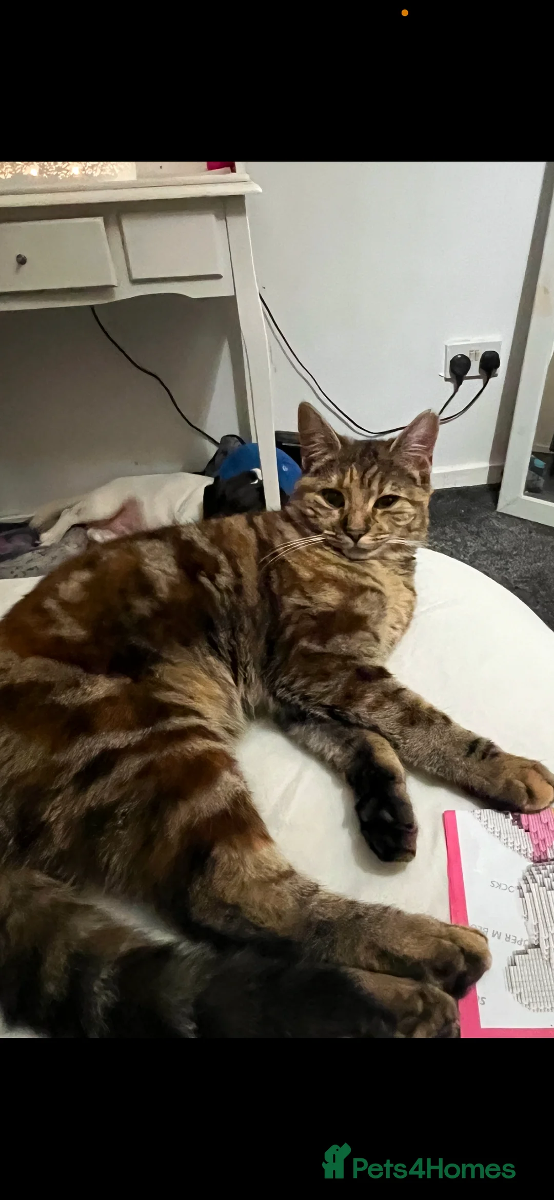 Mixed Breed cats for sale: Kittens  in Mansfield - Advert 2