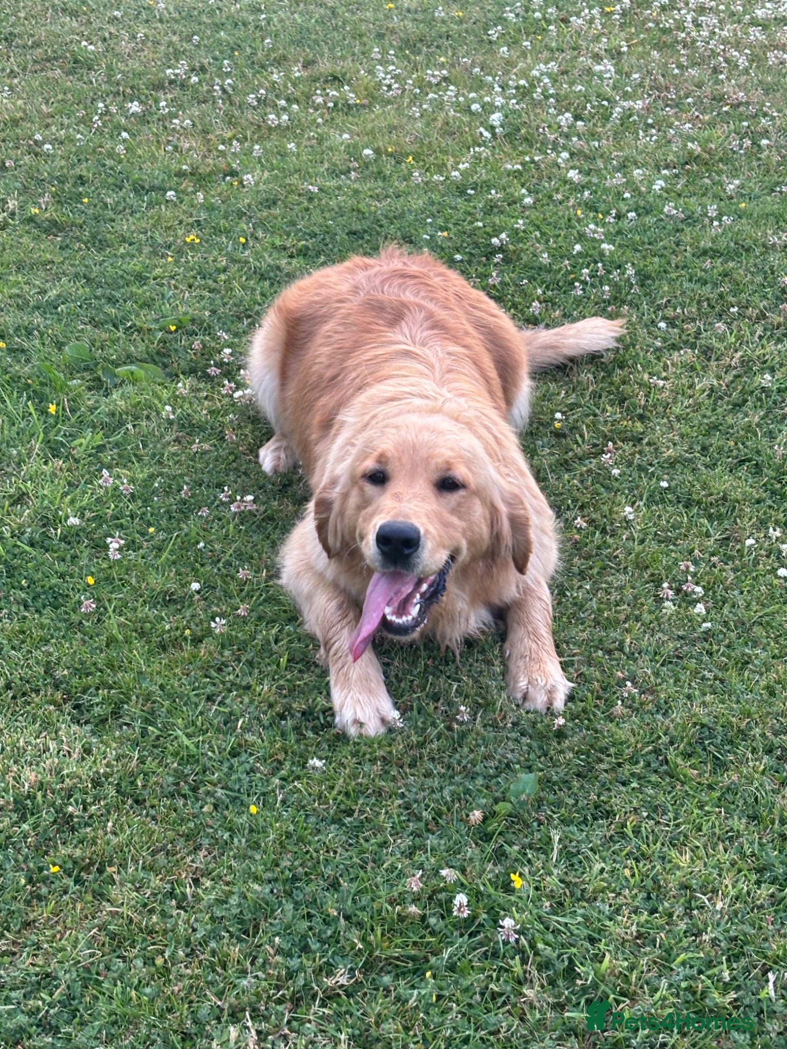 Golden Retriever dogs Experienced home needed  - Advert 12