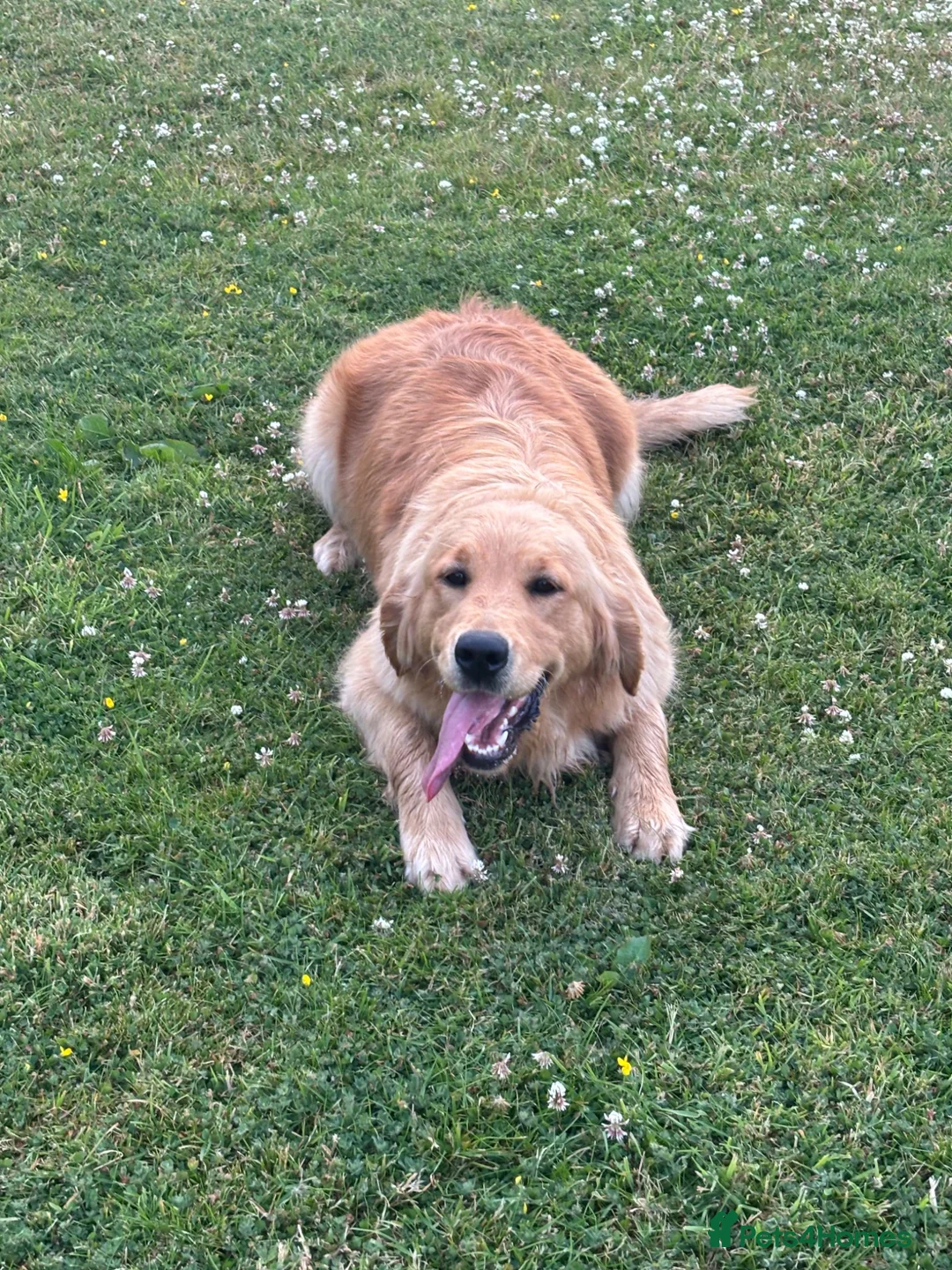Golden Retriever dogs for sale: Experienced home needed  - Advert 1
