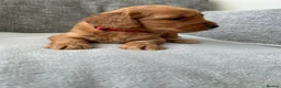 Cockapoo dogs for sale: Stunning F1 Cockapoo’s - Advert 22
