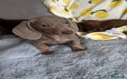 Dachshund dogs for sale: Outstanding dachshund puppies - Image 25