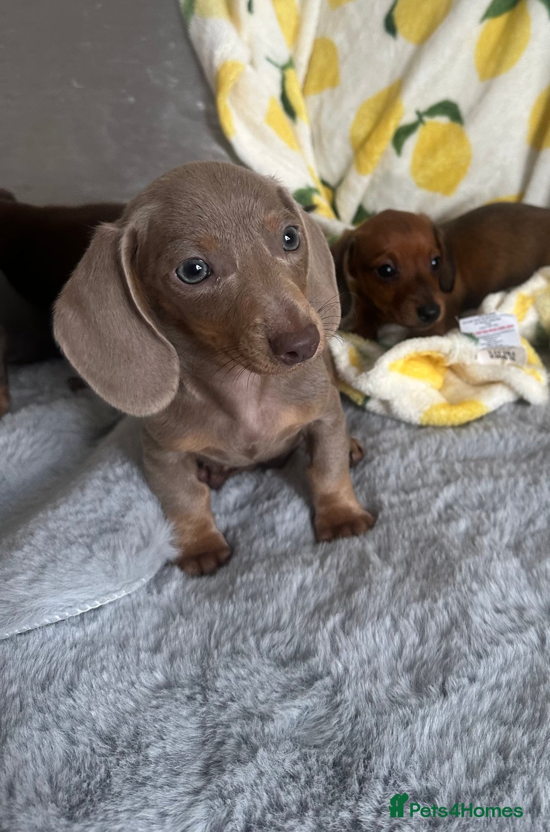 Dachshund dogs for sale: Outstanding dachshund puppies - Image 25