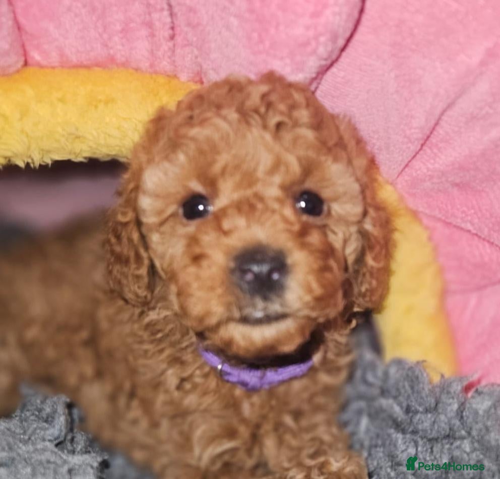 Toy Poodle dogs Licensed breeder kc reg Girl available  - Advert 2