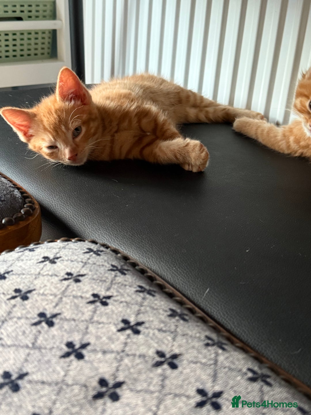 Maine Coon cats for sale: Beautiful mixed breed kittens  - Image 23