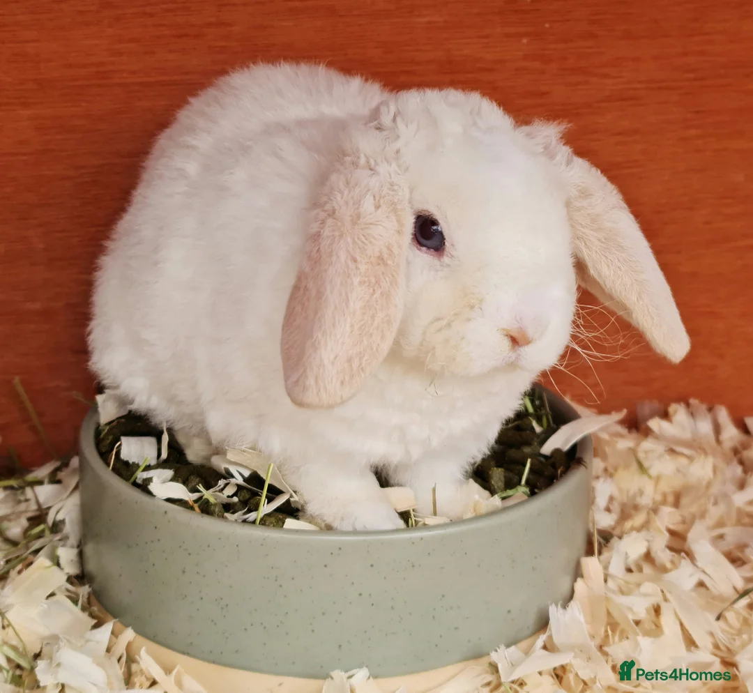 Mini Lop rabbits for sale: 3 mIni PLUSH lops ready 7/03. 2 BLUE EYED! - Advert 5