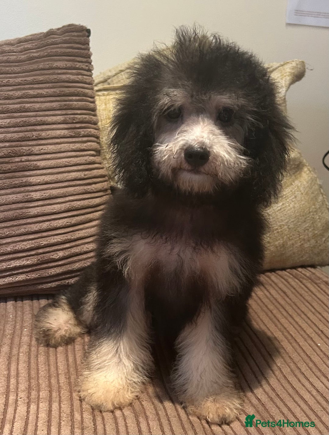 Cavapoo dogs for sale: DNA tested Cavapoo's, licensed breeder  in Battle - Image 3