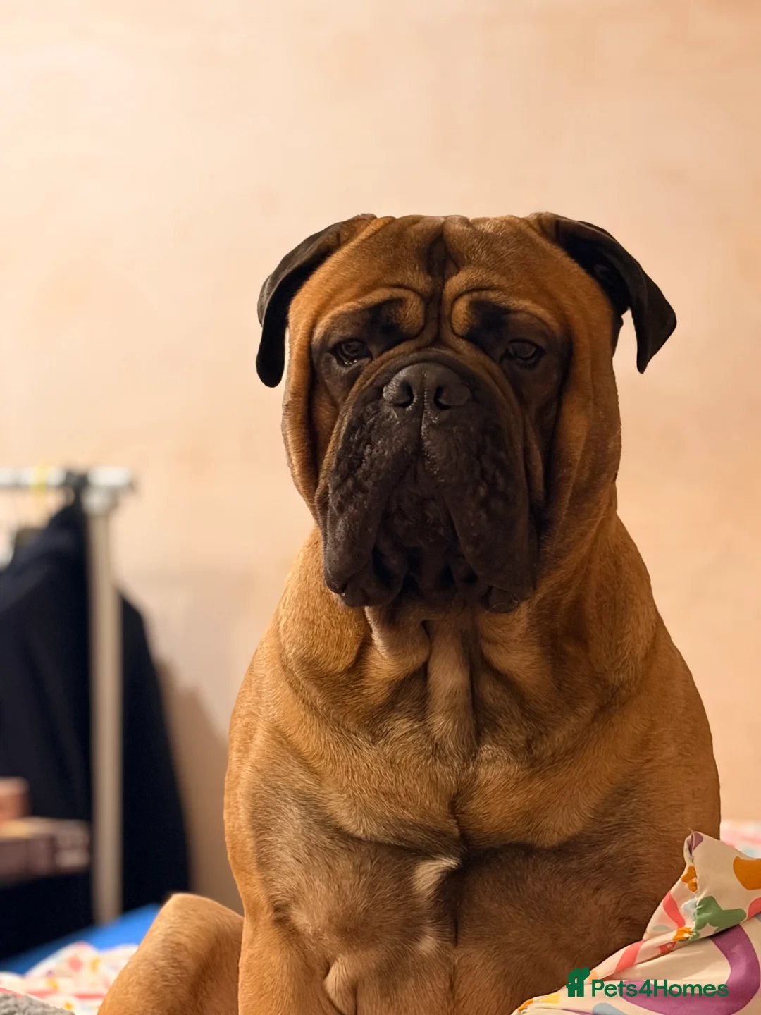 Bullmastiff dogs for stud: BAD MOON KENNELS - Advert 2