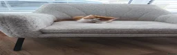 Mixed Breed cats for sale: Kittens for sale in Colchester - Advert 2