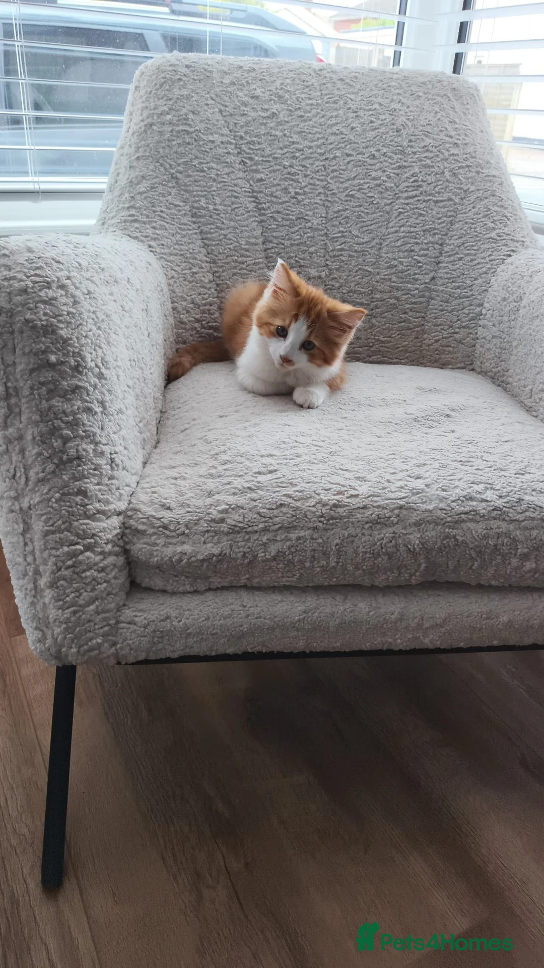 Mixed Breed cats for sale: Kittens for sale in Colchester - Advert 2