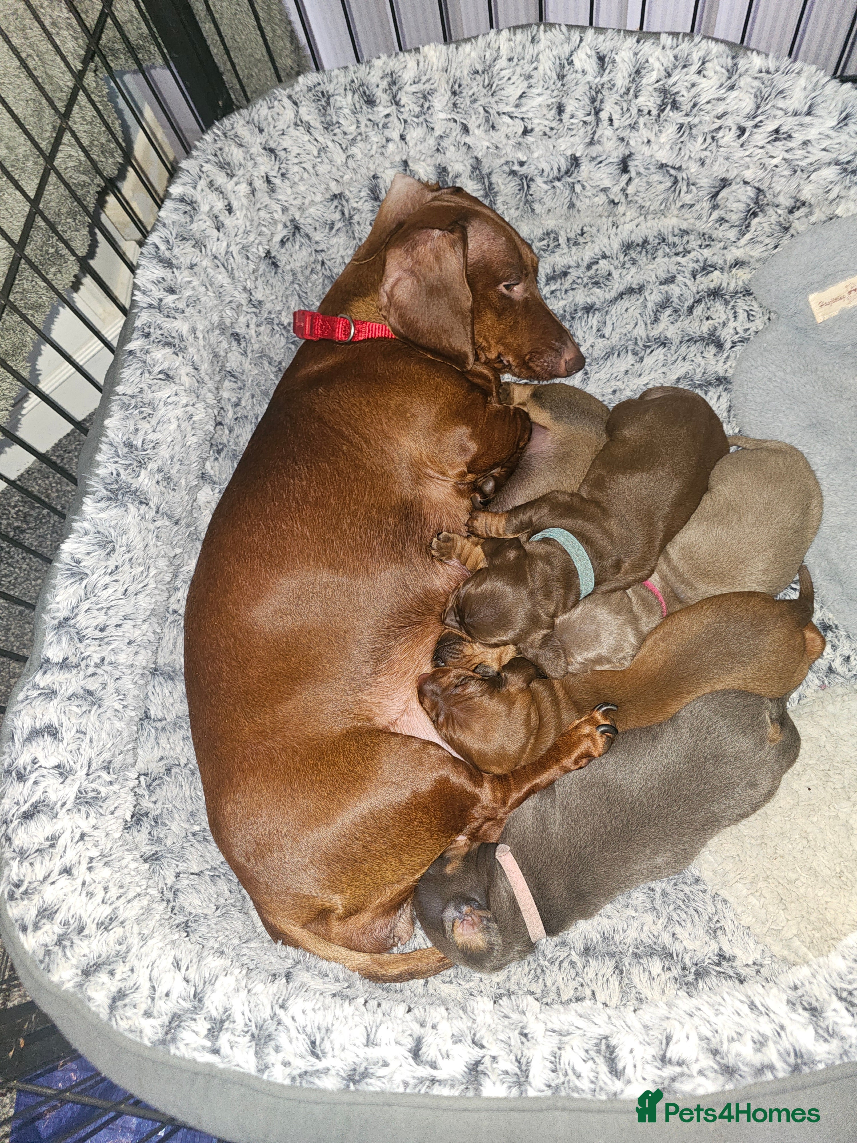 Dachshund dogs Dachshund Puppies smooth hair - Advert 9