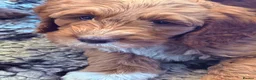 Labradoodle dogs for sale: Australian labradoodles  - Advert 3