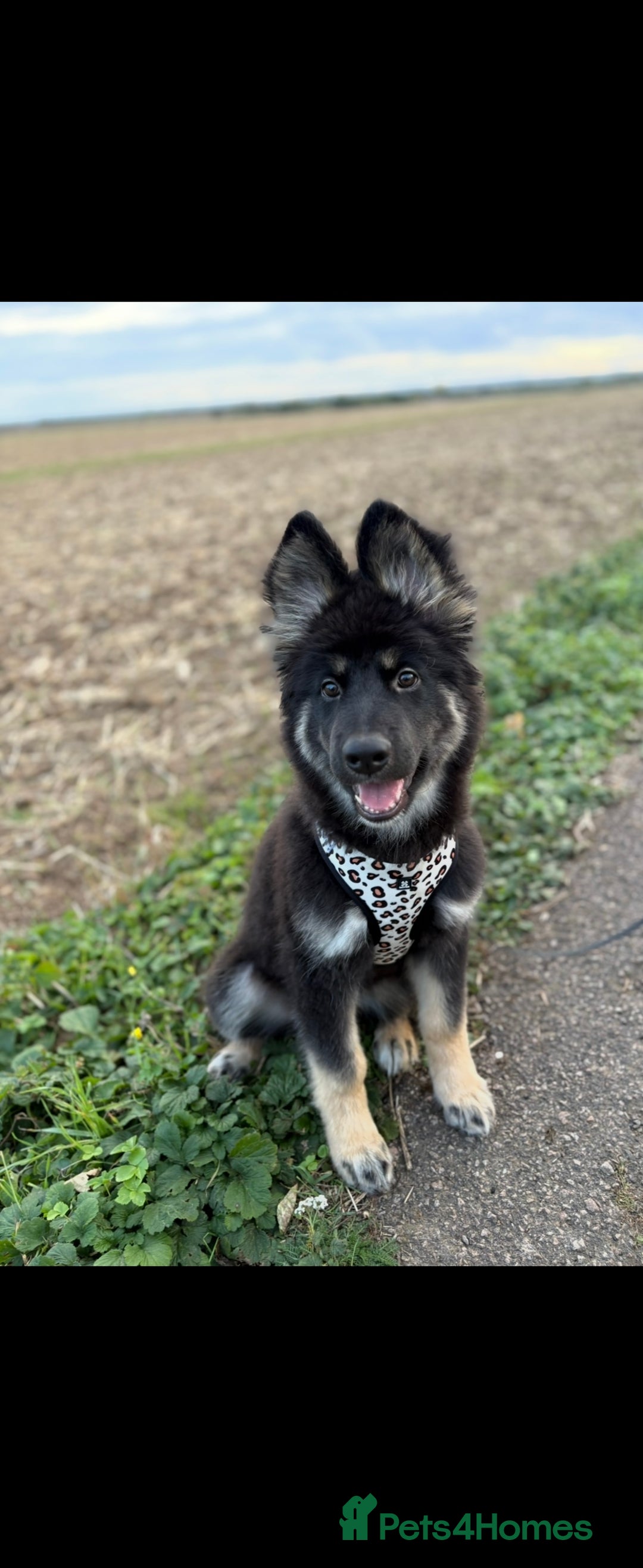 German Shepherd dogs for sale: 5 month German Shepard puppy - Advert 1