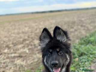 German Shepherd dogs 5 month German Shepard puppy - Advert 1