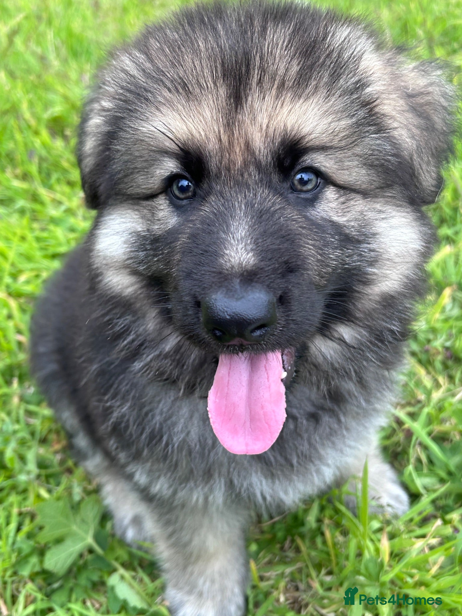German Shepherd dogs Gorgeous long coat German Shepherd Puppies - Advert 2