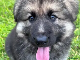 German Shepherd dogs Gorgeous long coat German Shepherd Puppies - Advert 2
