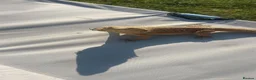 Bearded Dragon reptiles for sale: Bearded Dragon Female  in Cardiff - Advert 6