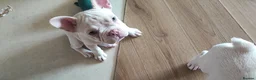 French Bulldog dogs for sale: French Bulldog puppies - Advert 3