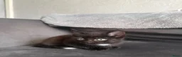 Domestic Shorthair cats for sale: 4 Adorable Domestic Shorthair Kittens - Advert 26