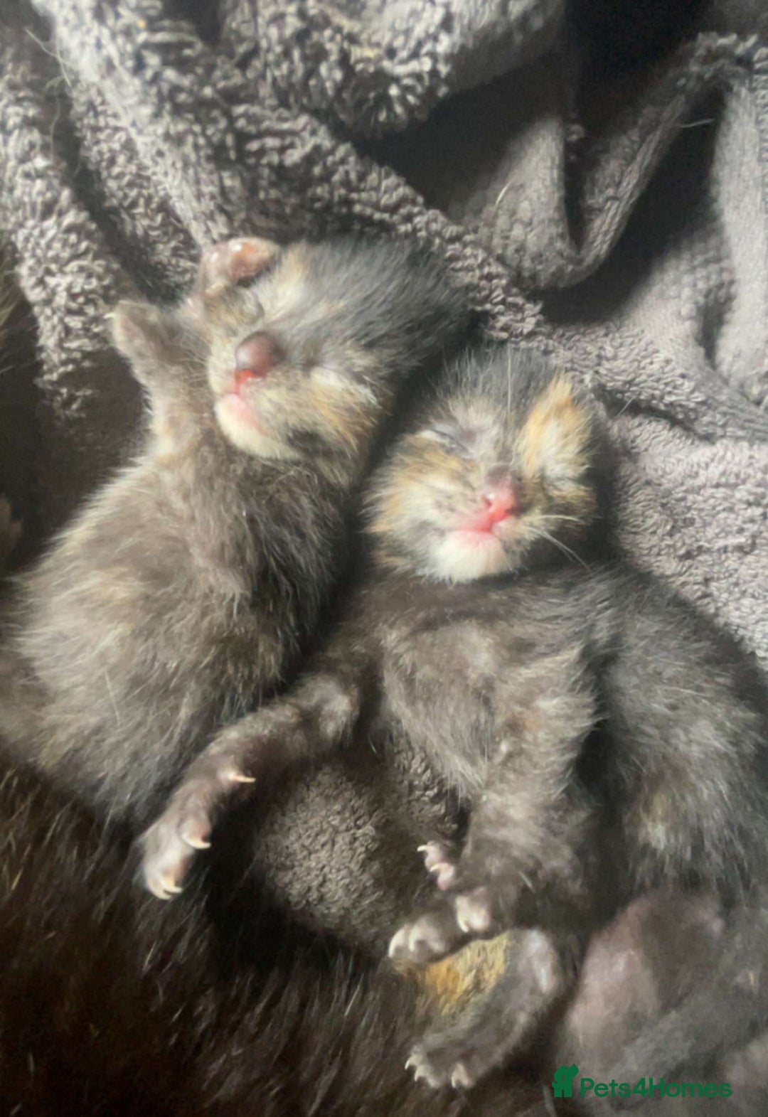 British Shorthair cats for sale: British short hair kittens - Image 1