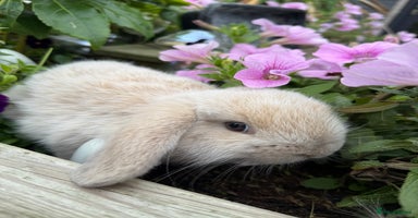 Mini Lop rabbits - Advert 2