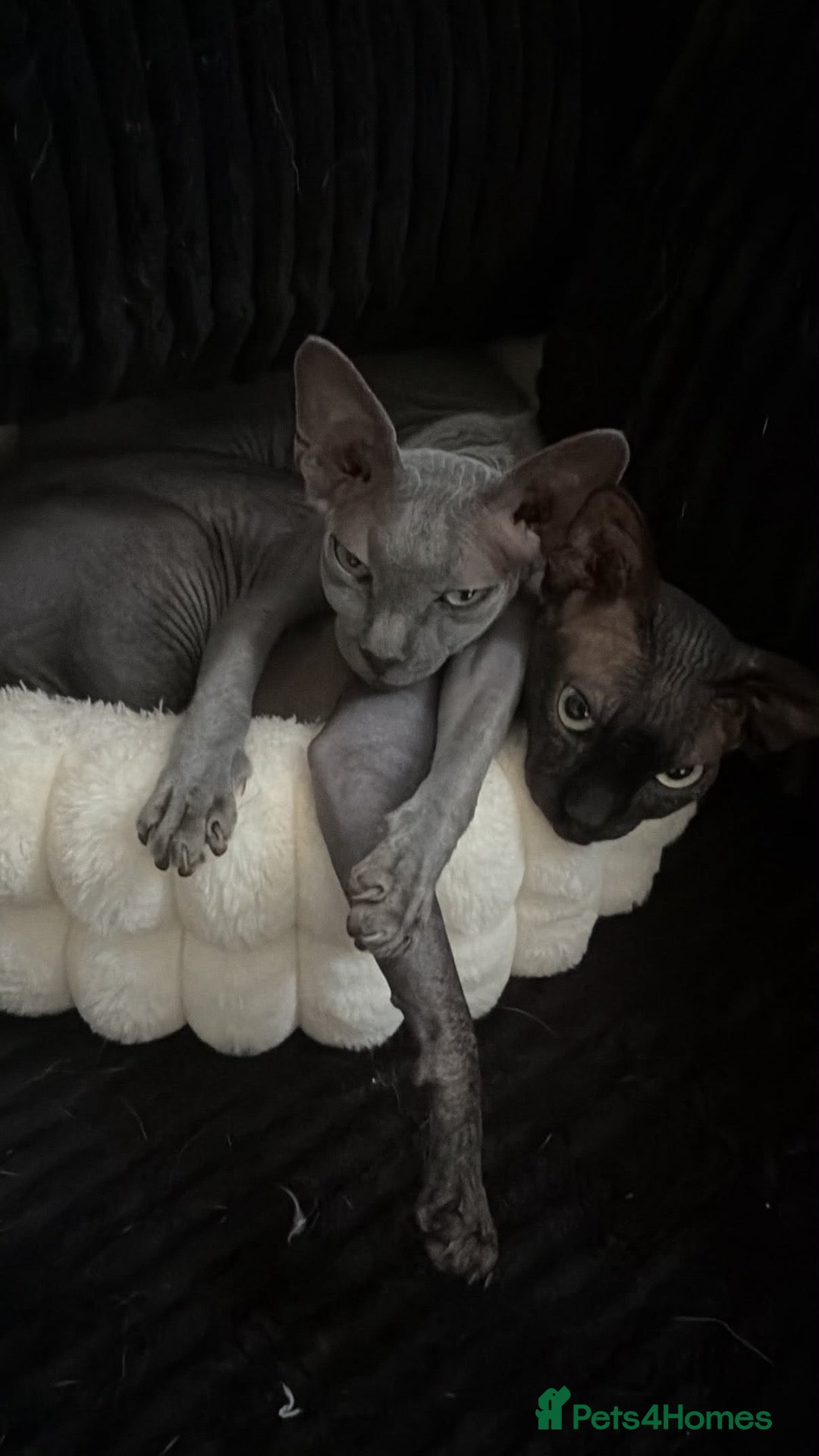 Sphynx cats Astra and Onyx 🐾 - Advert 2
