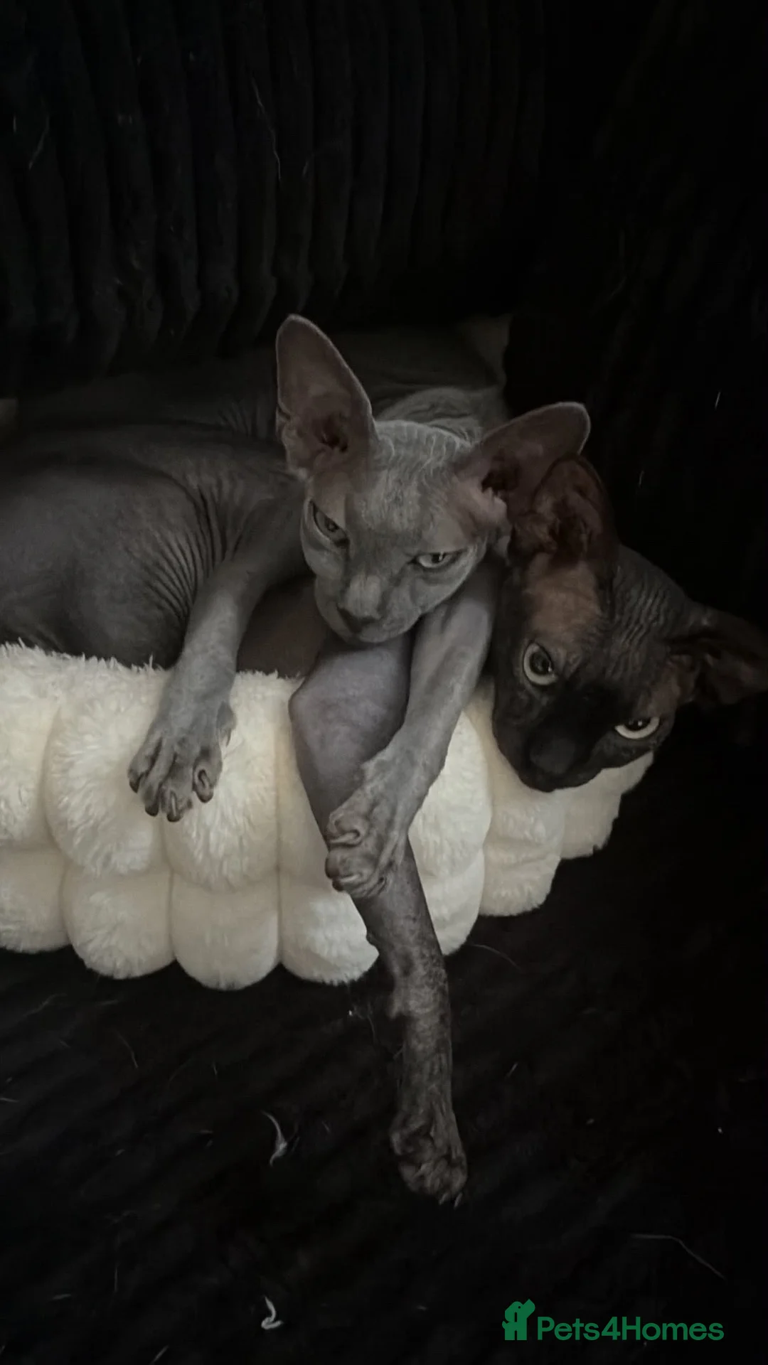 Sphynx cats for sale: Astra and Onyx 🐾 - Advert 1