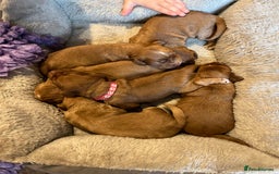 Cocker Spaniel dogs for sale: Stunning Golden Cocker Spaniel boys -health tested - Image 4