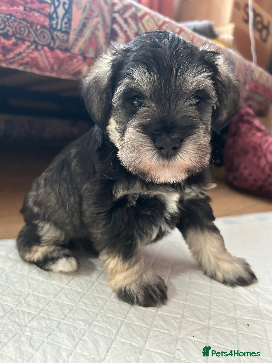 Miniature Schnauzer dogs for sale: Pedigree Miniature Schnauzers in Nottingham - Advert 8
