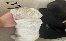 Cocker Spaniel dogs for sale: 7 Beautiful Cocker Spaniel Boys - Image 10