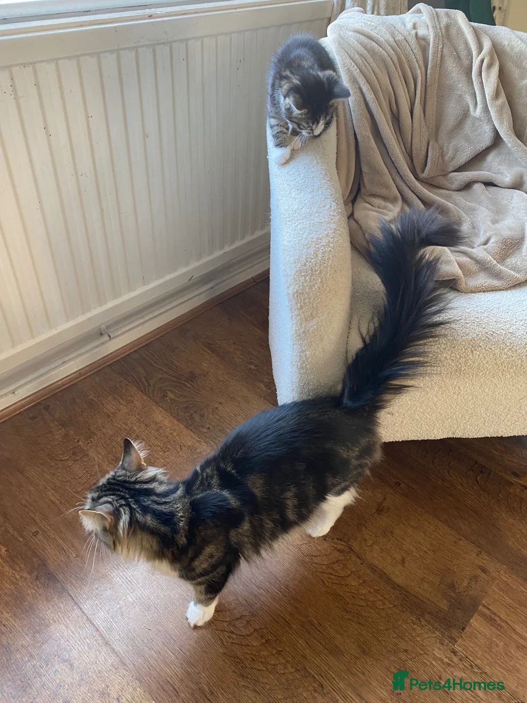 Mixed Breed cats for sale: Little girl for sale  - Advert 4