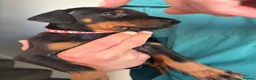 Dobermann dogs for sale: European Doberman puppies  in Birmingham - Advert 11