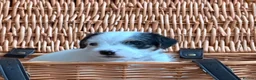 Parson Russell dogs for sale: Stunning KC Parson Russell Terrier Pups - Advert 5