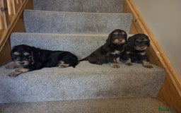 Cavapoo dogs for sale: STUNNING CAVAPOO PUPPIES  - Image 3