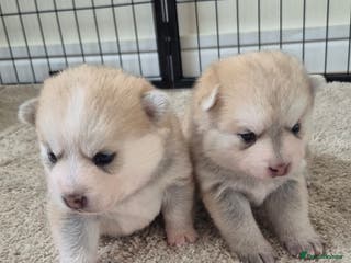 Pomsky dogs 🐾 New Year Pomsky Puppies – Mini Husky 🐾 - Advert 2