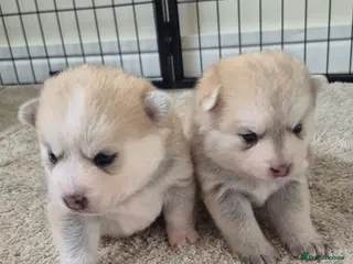 Pomsky dogs 🐾 New Year Pomsky Puppies – Mini Husky 🐾 - Advert 3
