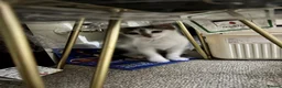 British Shorthair cats for sale: Kittens for sale in Telford - Advert 4