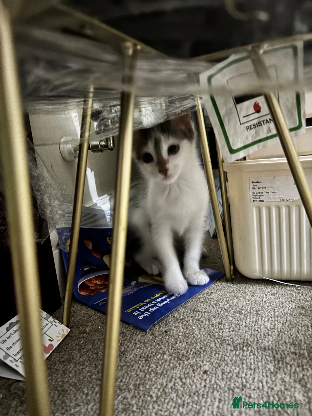 British Shorthair cats for sale: Kittens for sale in Telford - Advert 4