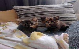 Mixed Breed cats for sale: Kittens  - Image 9