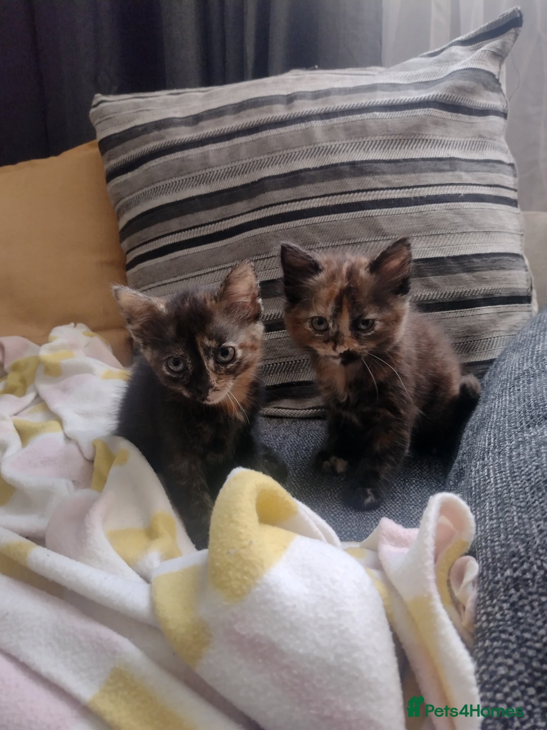 Mixed Breed cats for sale: Kittens  - Image 9