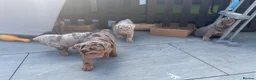 English Bulldog dogs for sale: Ready to Leave KC English Bulldog Puppies - Advert 5