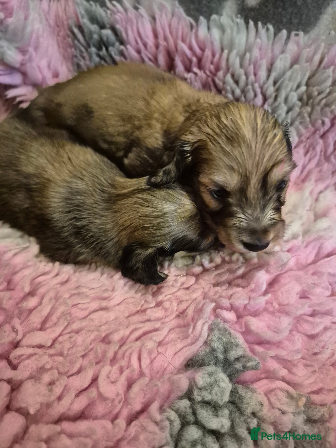 Dachshund dogs for sale: Kc boy dachshund  - Image 15