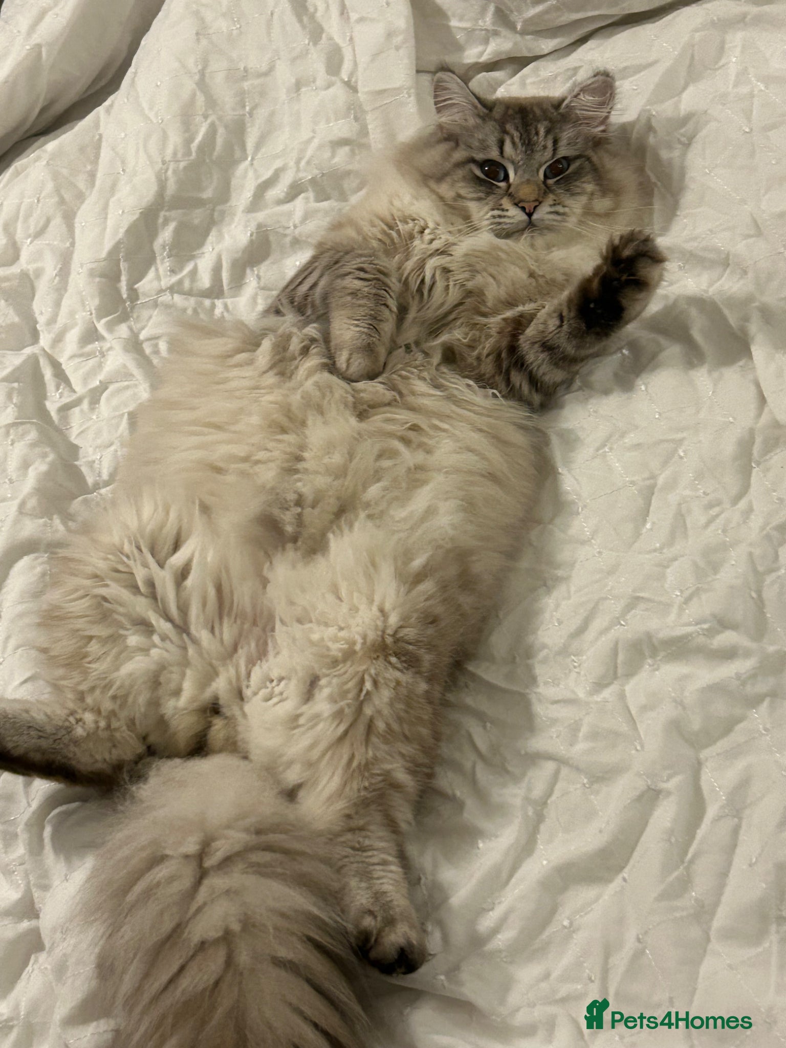 Siberian cats Siberian Male studd beautiful boy  - Advert 1