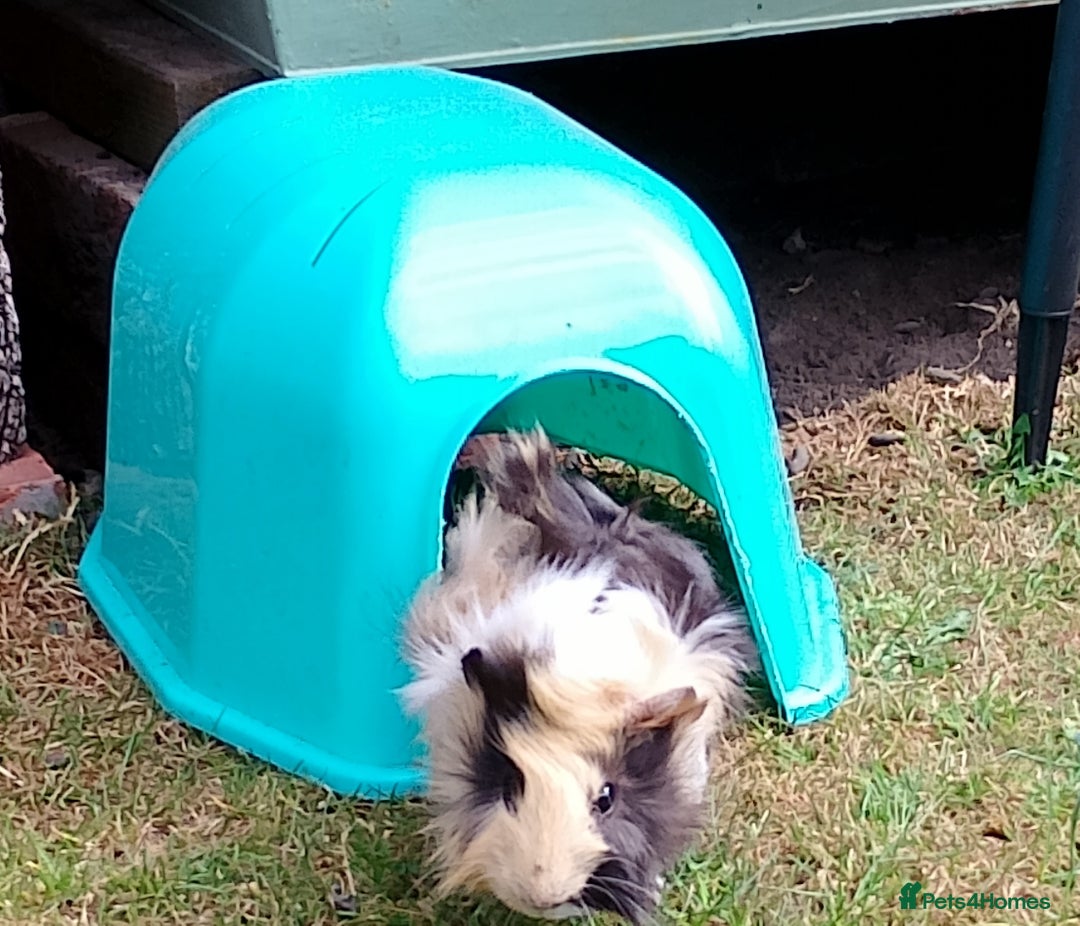 Guinea Pig rodents for sale: Beautiful baby boy  - Image 13