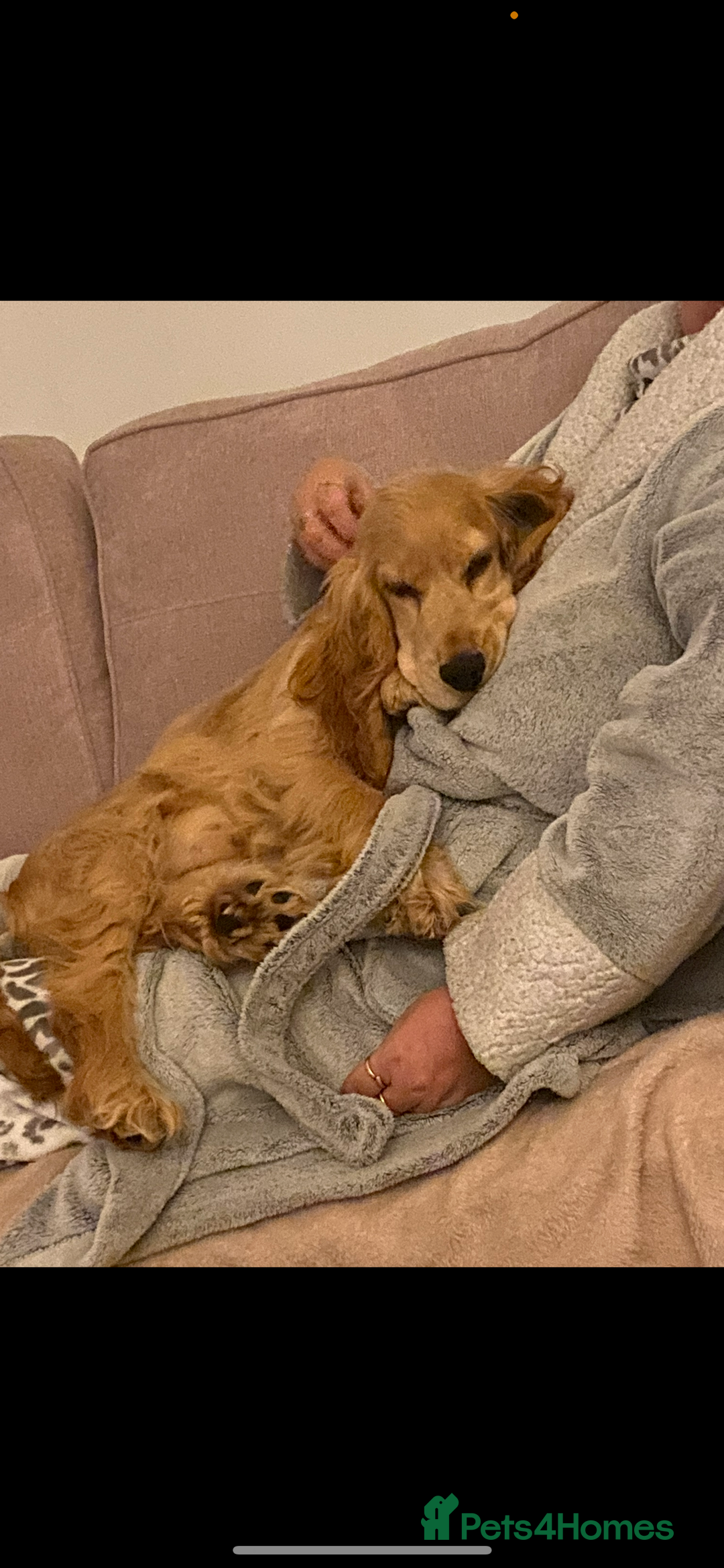 Cocker Spaniel dogs for sale: Cocker Spaniel Litter Due 🐾 - Advert 7